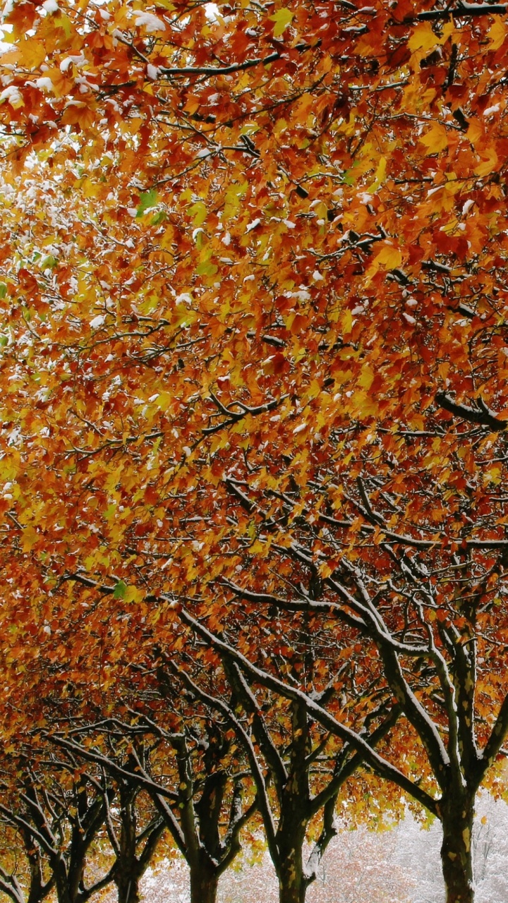 Orange Und Gelbe Blätter am Baum. Wallpaper in 720x1280 Resolution