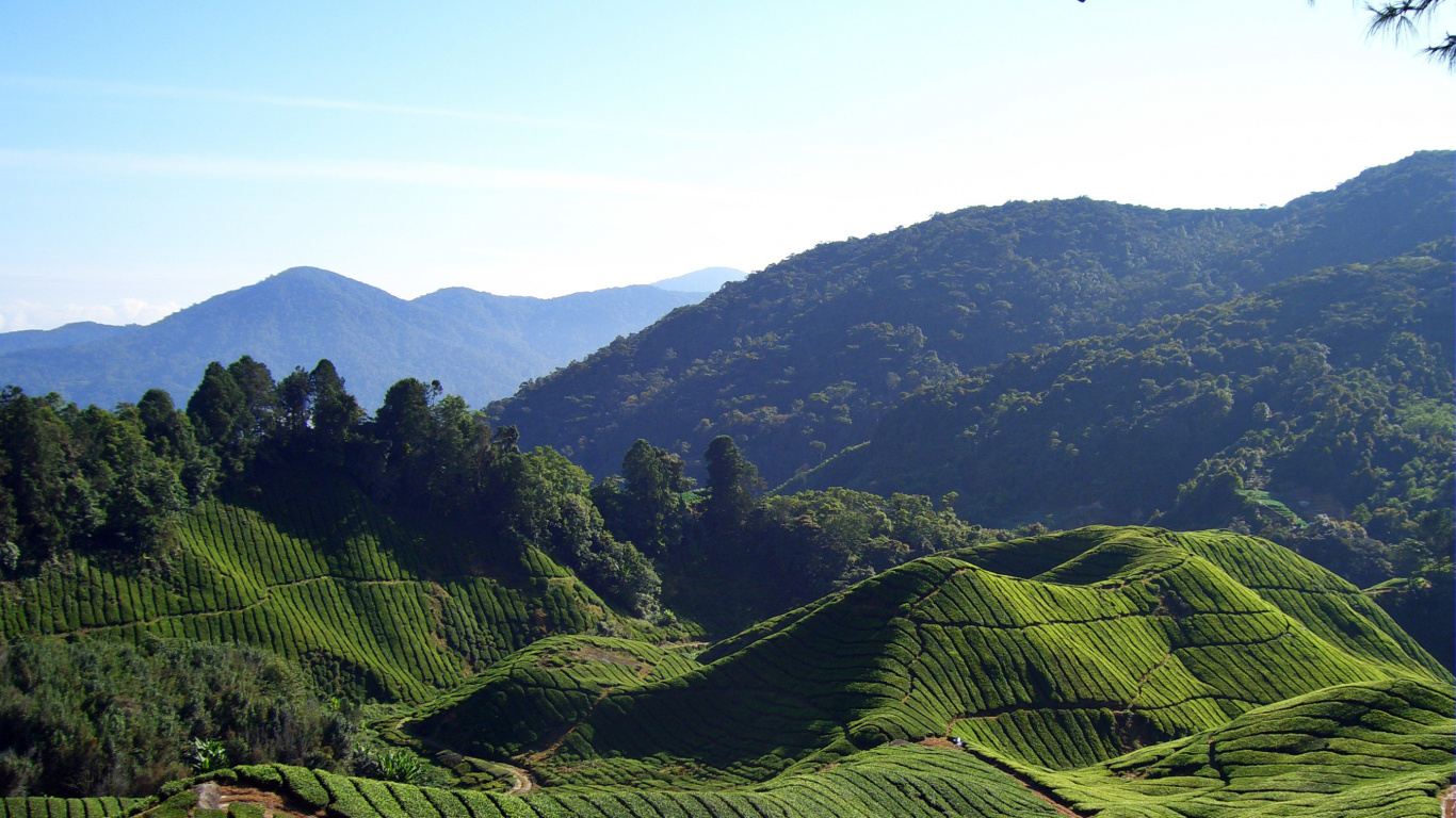 山站, 高地, 种植园, 多山的地貌, 植被 壁纸 1366x768 允许