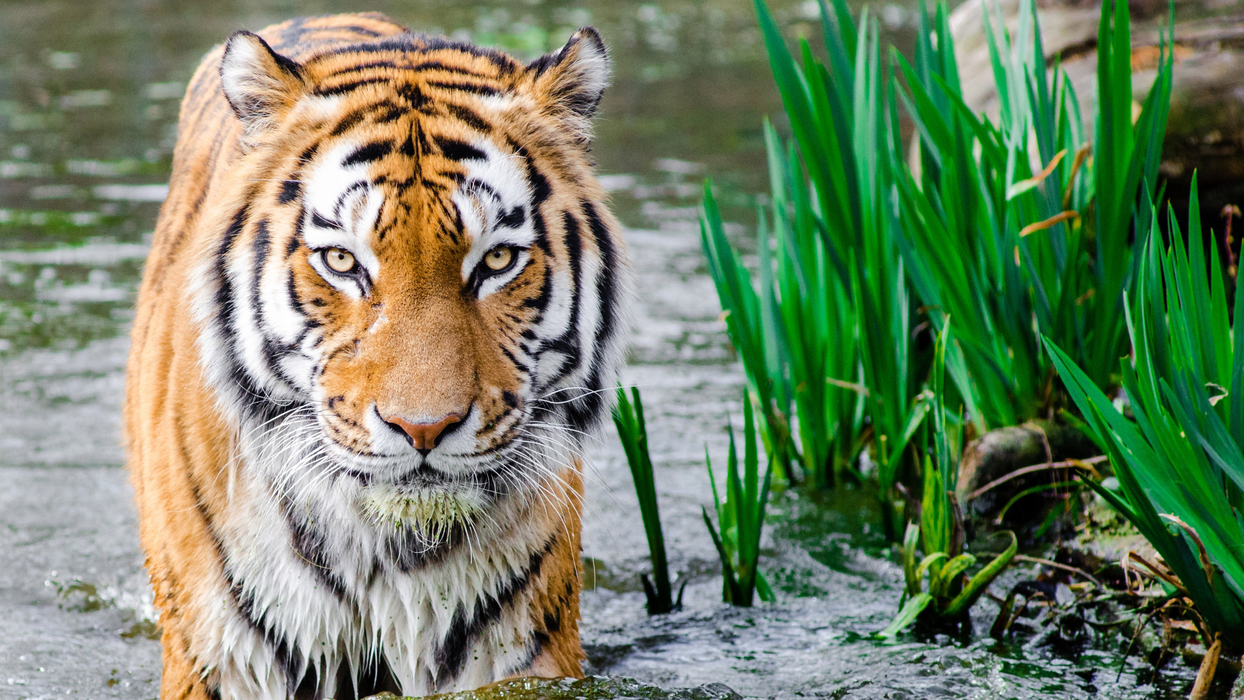 Tiger on Water Near Green Grass During Daytime. Wallpaper in 2560x1440 Resolution