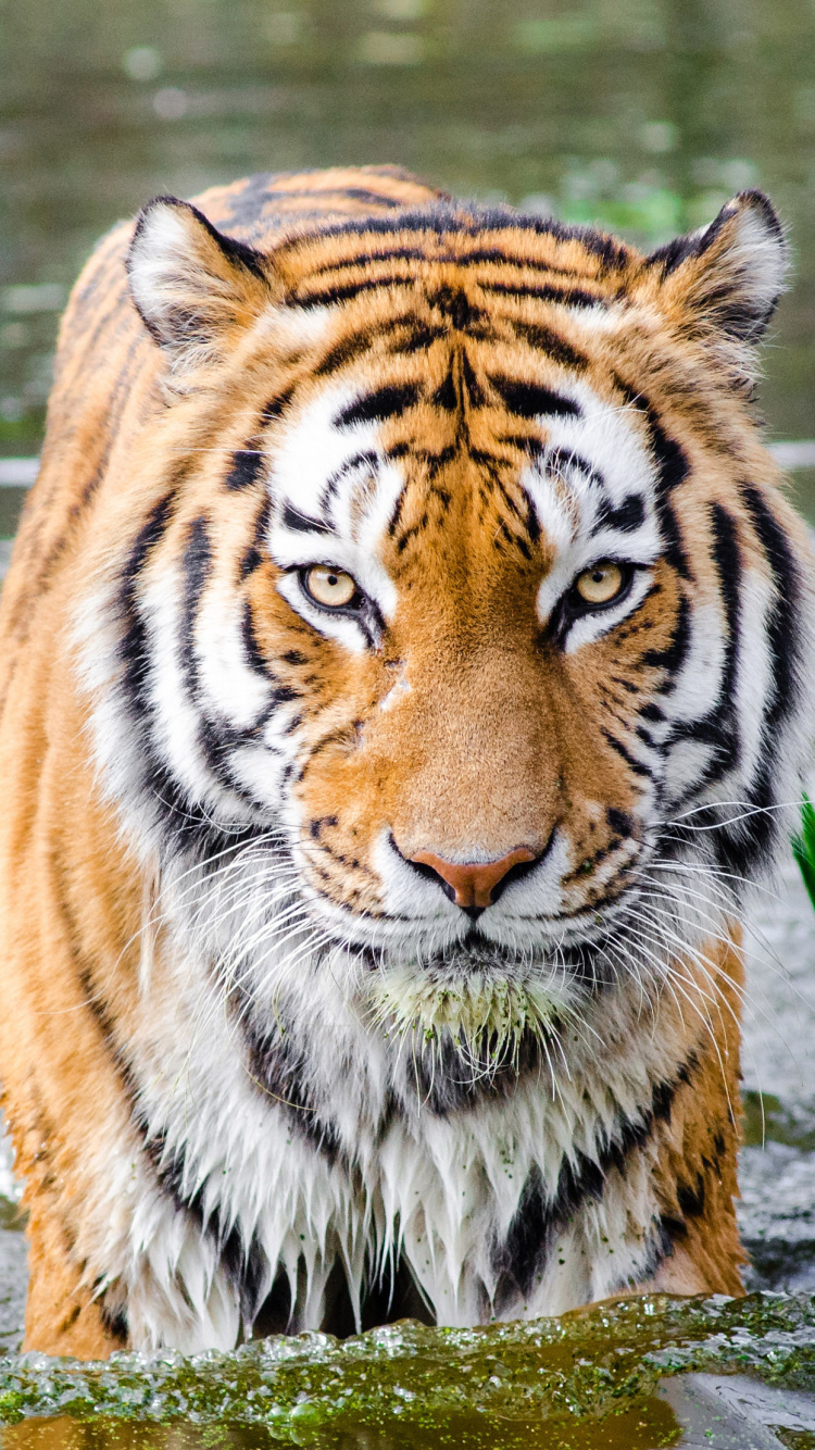Tiger on Water Near Green Grass During Daytime. Wallpaper in 750x1334 Resolution