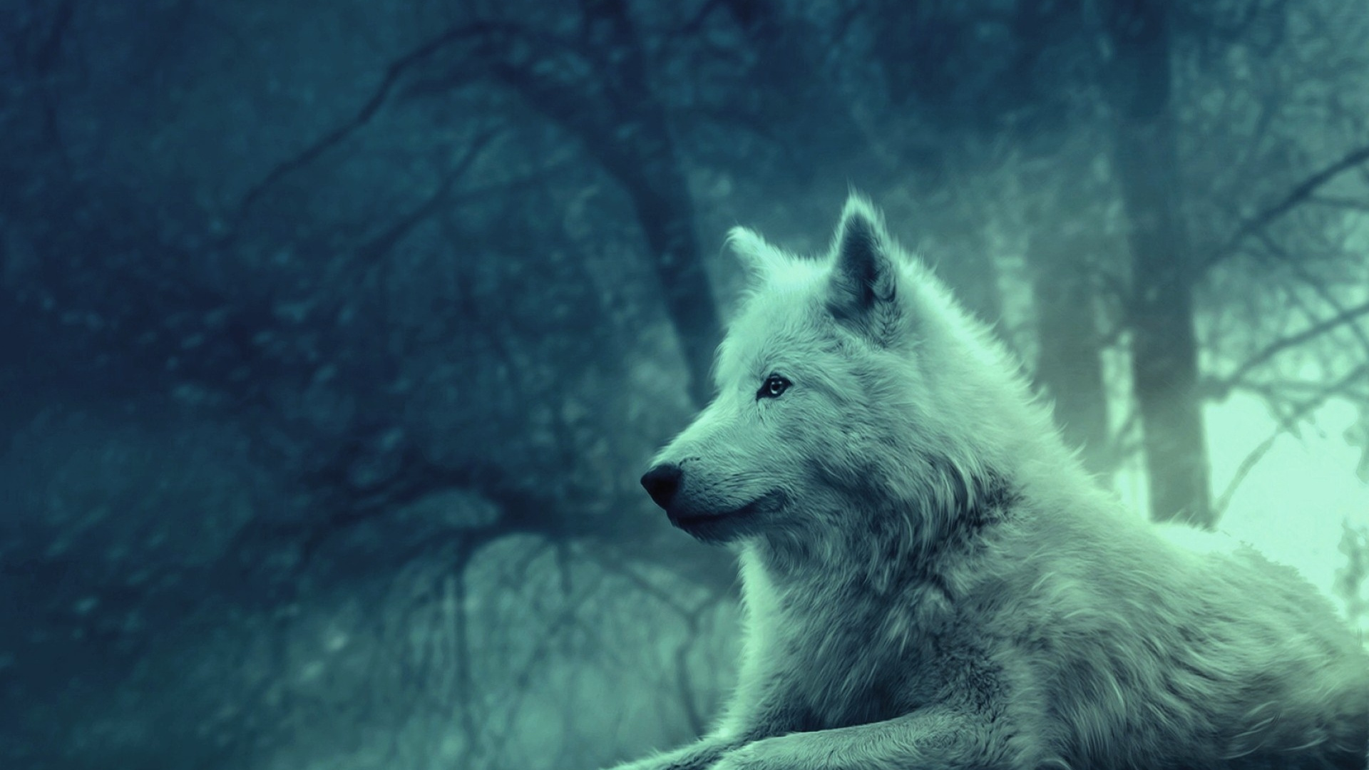 Lobo Blanco, En, Suelo Cubierto de Nieve. Wallpaper in 1920x1080 Resolution