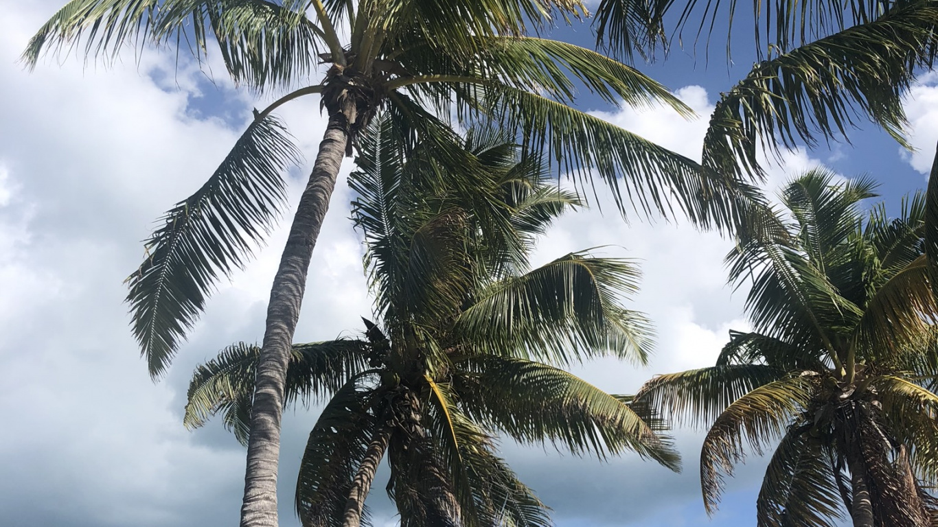 Coconut, Plants, Babassu, Nature, Tree. Wallpaper in 1366x768 Resolution