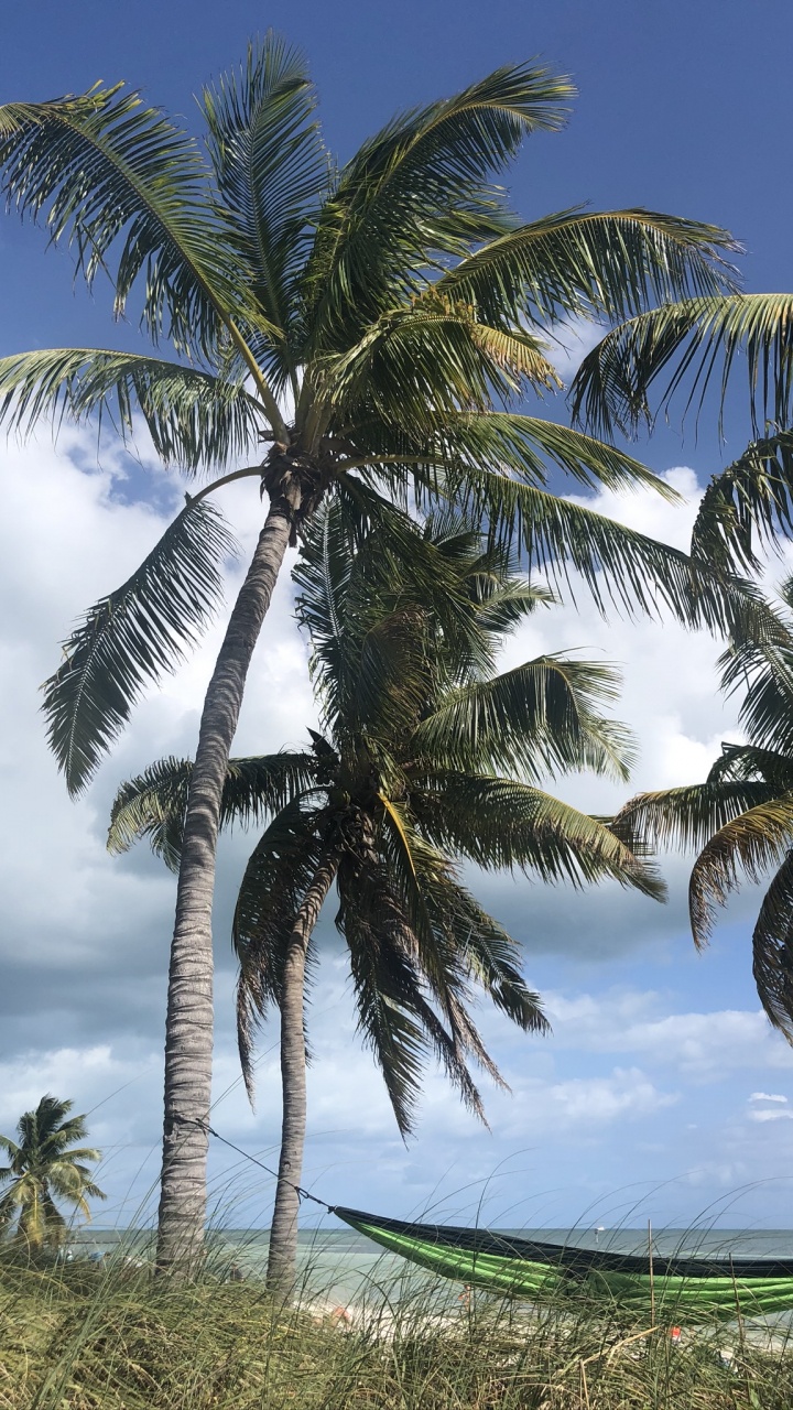 Coconut, Plants, Babassu, Nature, Tree. Wallpaper in 720x1280 Resolution