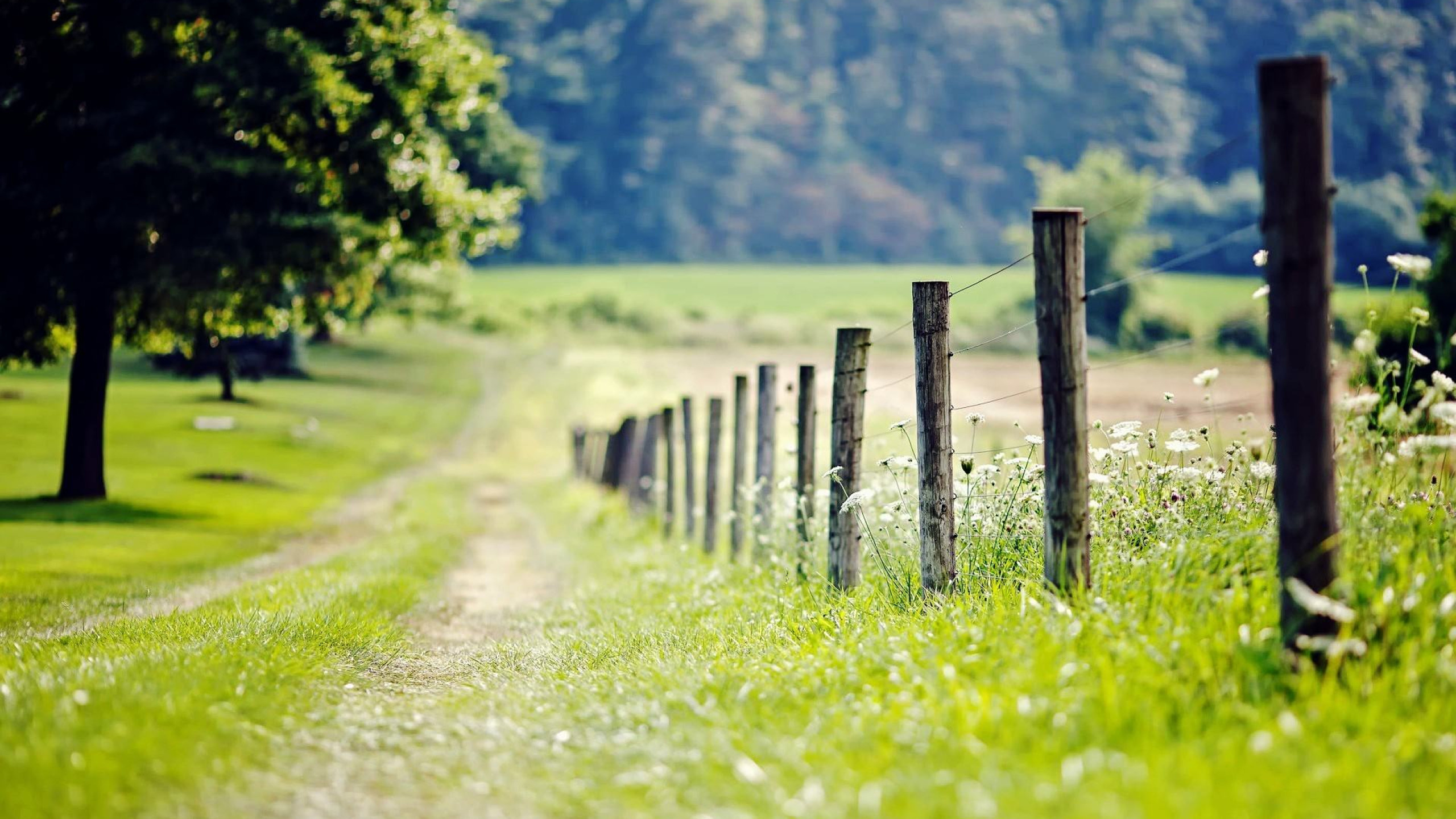 Brown Wooden Fence on Green Grass Field During Daytime. Wallpaper in 2560x1440 Resolution