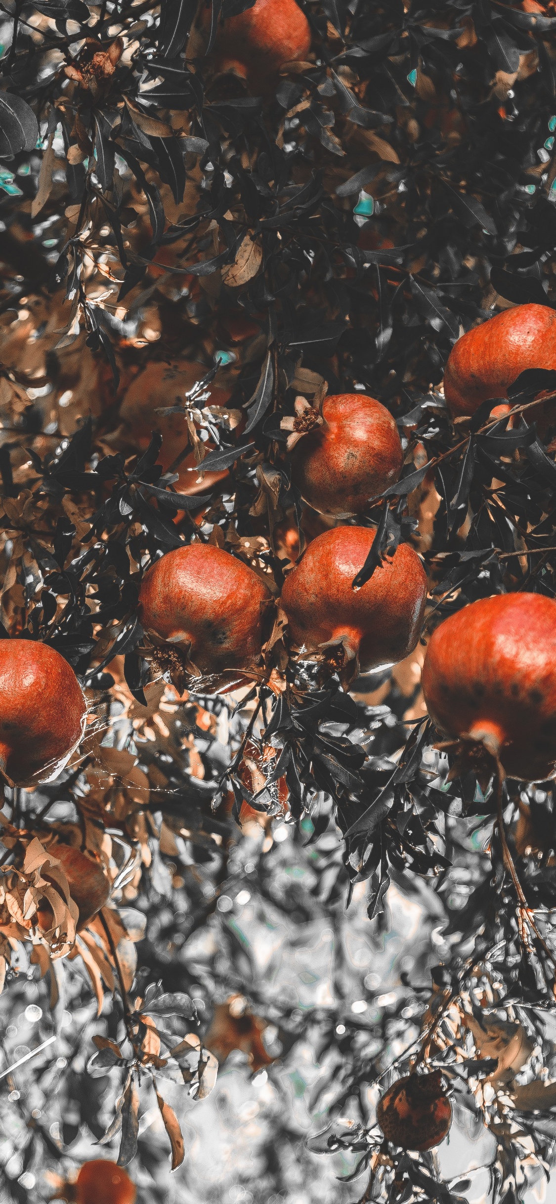 Braun-weißer Baum Mit Roten Früchten. Wallpaper in 1125x2436 Resolution