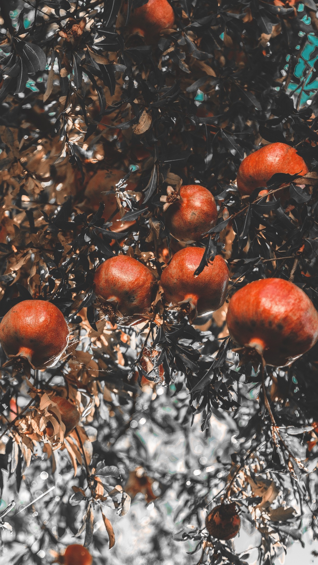 Brown and White Tree With Red Fruit. Wallpaper in 1080x1920 Resolution