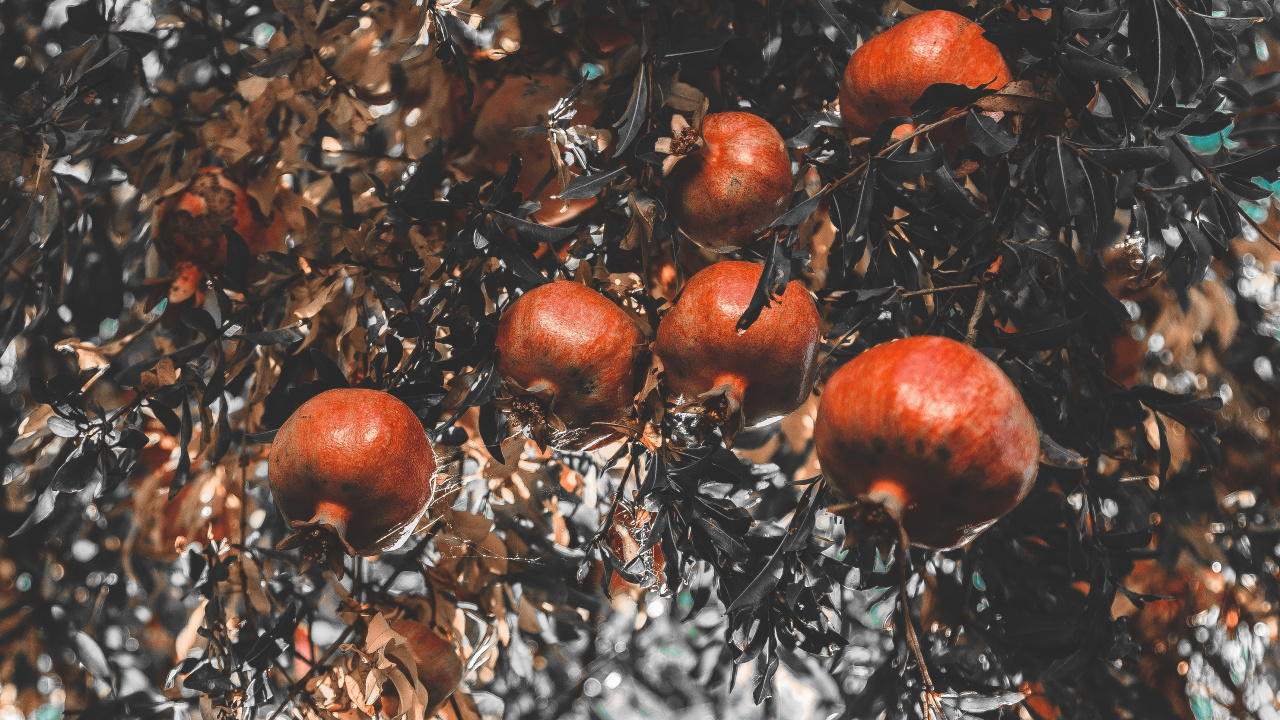 Brown and White Tree With Red Fruit. Wallpaper in 1280x720 Resolution