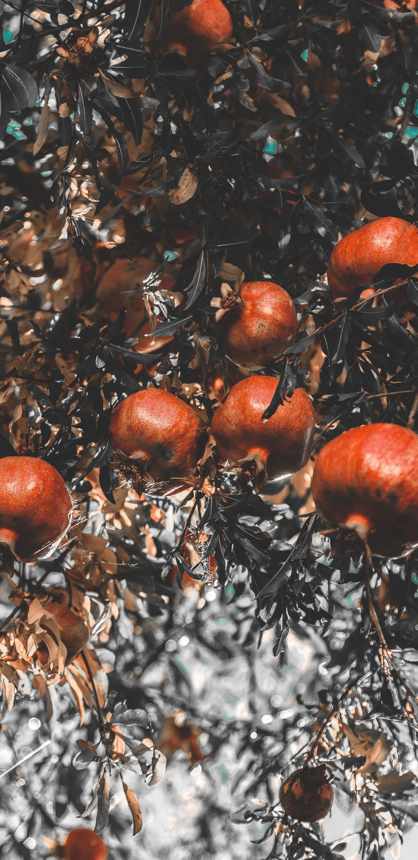 Brown and White Tree With Red Fruit. Wallpaper in 1440x2960 Resolution