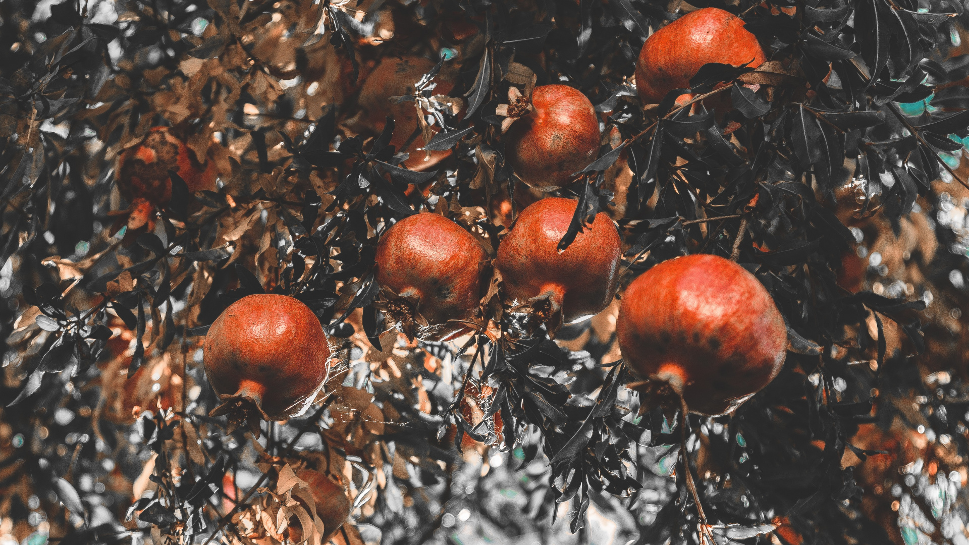 Brown and White Tree With Red Fruit. Wallpaper in 1920x1080 Resolution
