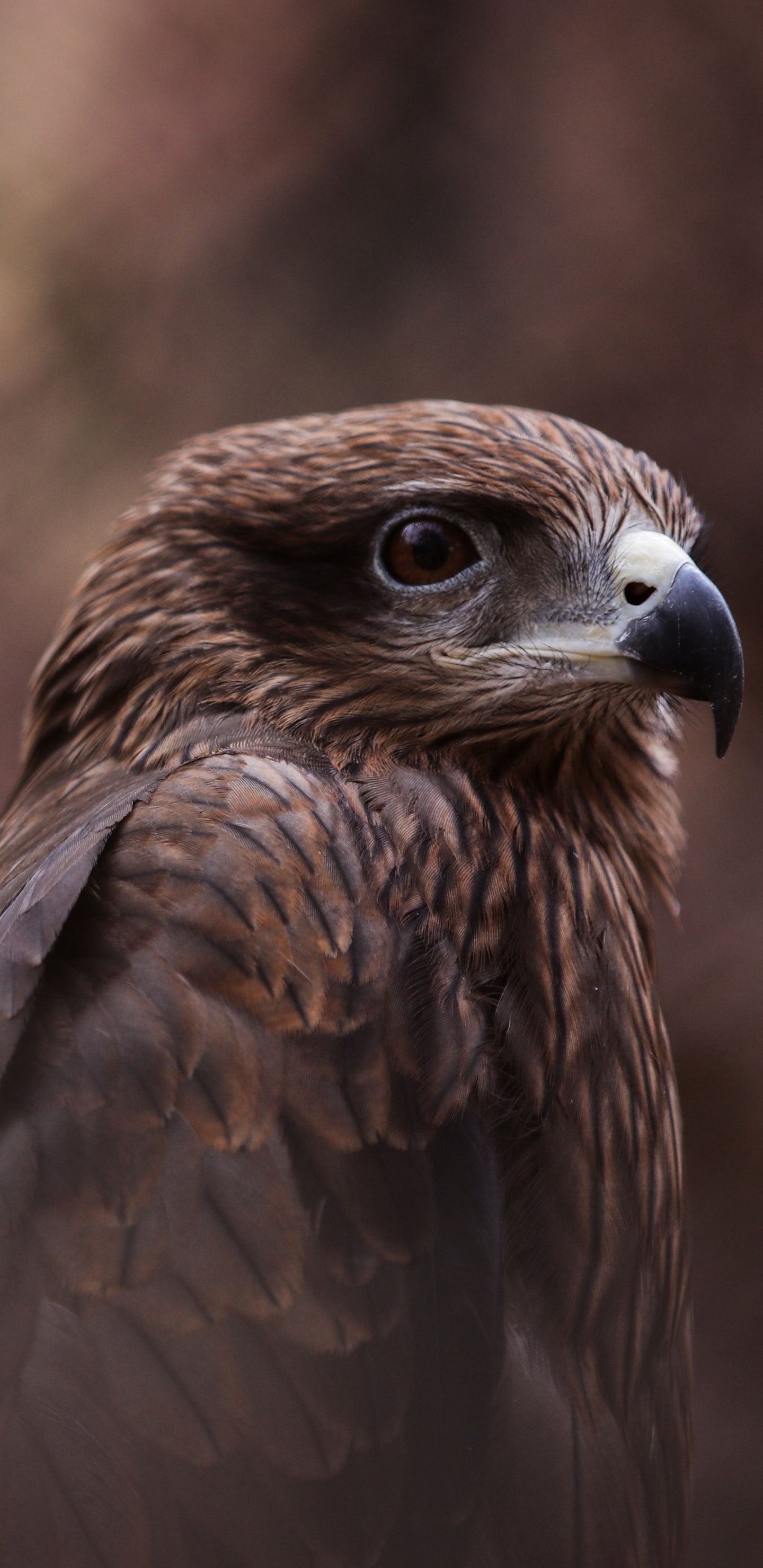 Brauner Und Weißer Vogel in Nahaufnahme. Wallpaper in 1440x2960 Resolution