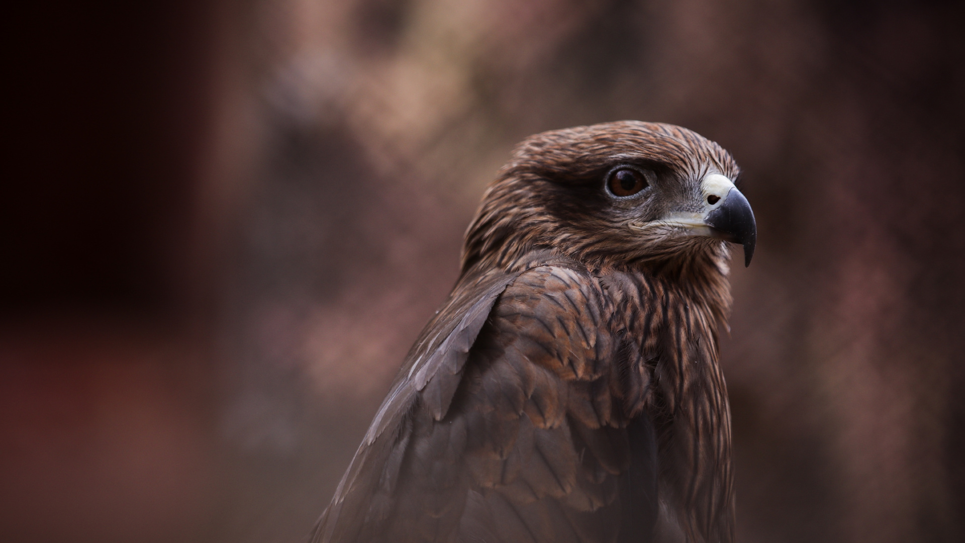 Brauner Und Weißer Vogel in Nahaufnahme. Wallpaper in 1920x1080 Resolution