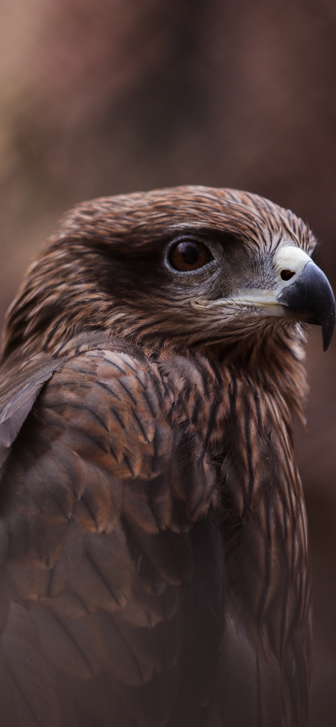 Pájaro Marrón y Blanco en Fotografía de Cerca. Wallpaper in 1125x2436 Resolution