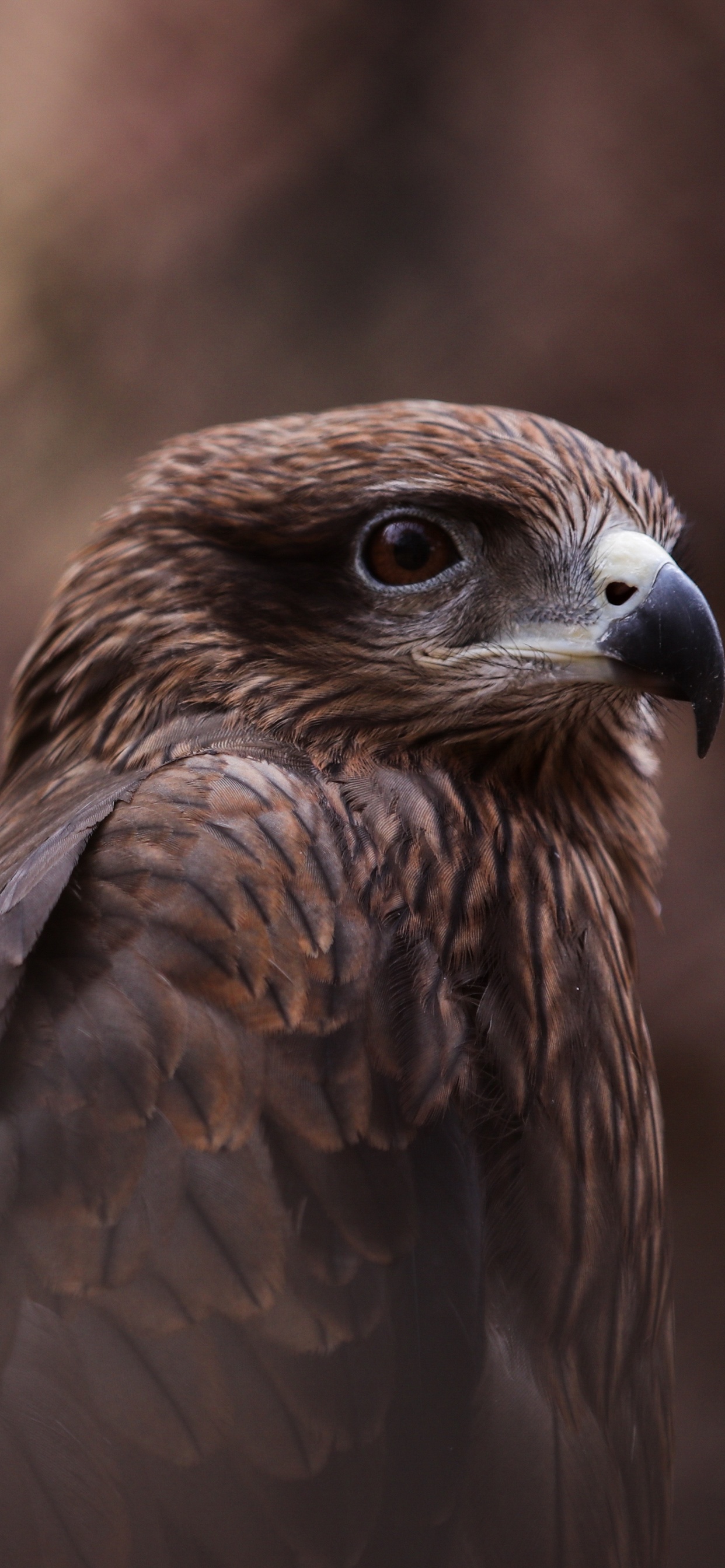 Pájaro Marrón y Blanco en Fotografía de Cerca. Wallpaper in 1242x2688 Resolution