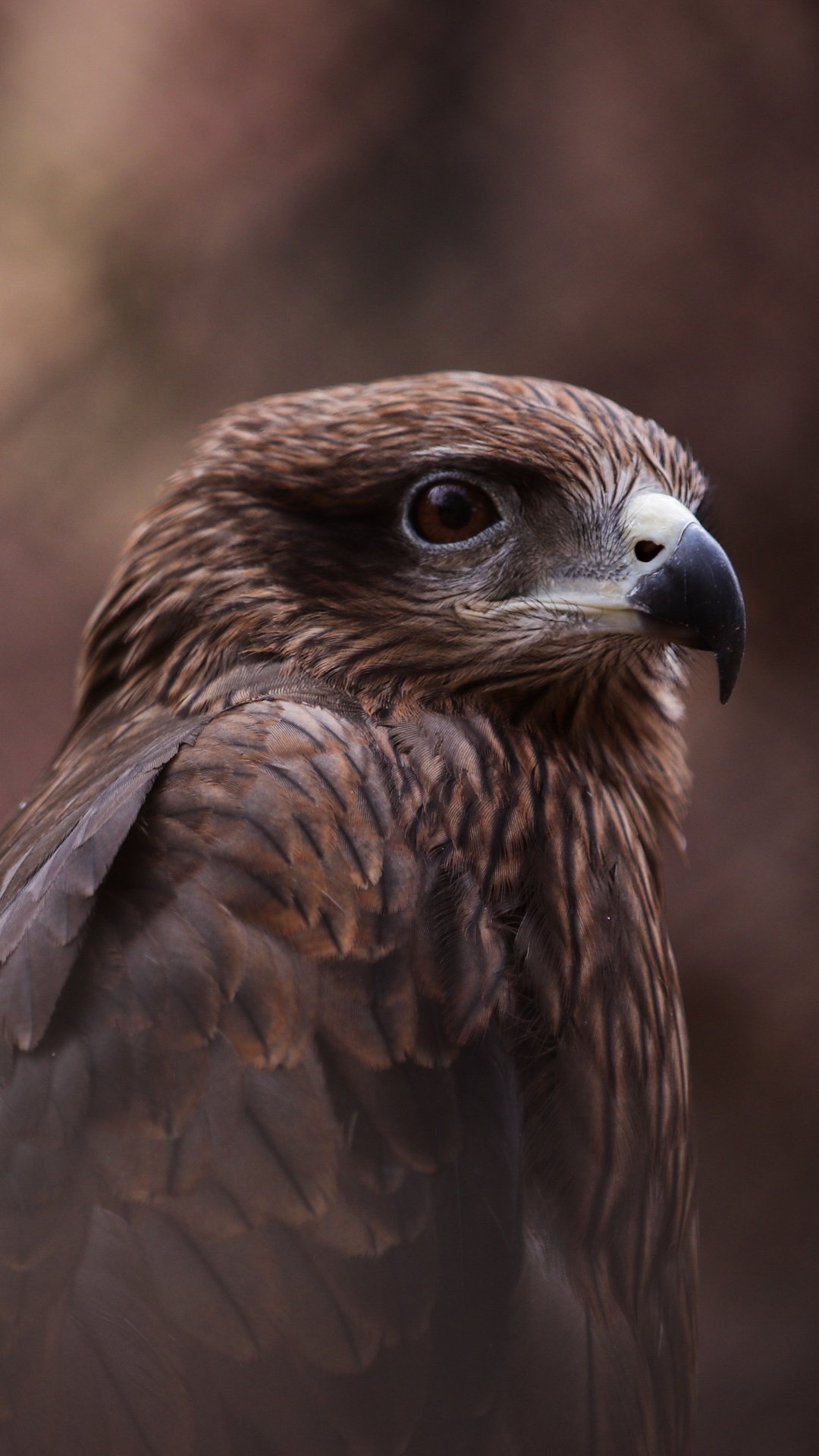 Brown and White Bird in Close up Photography. Wallpaper in 1080x1920 Resolution