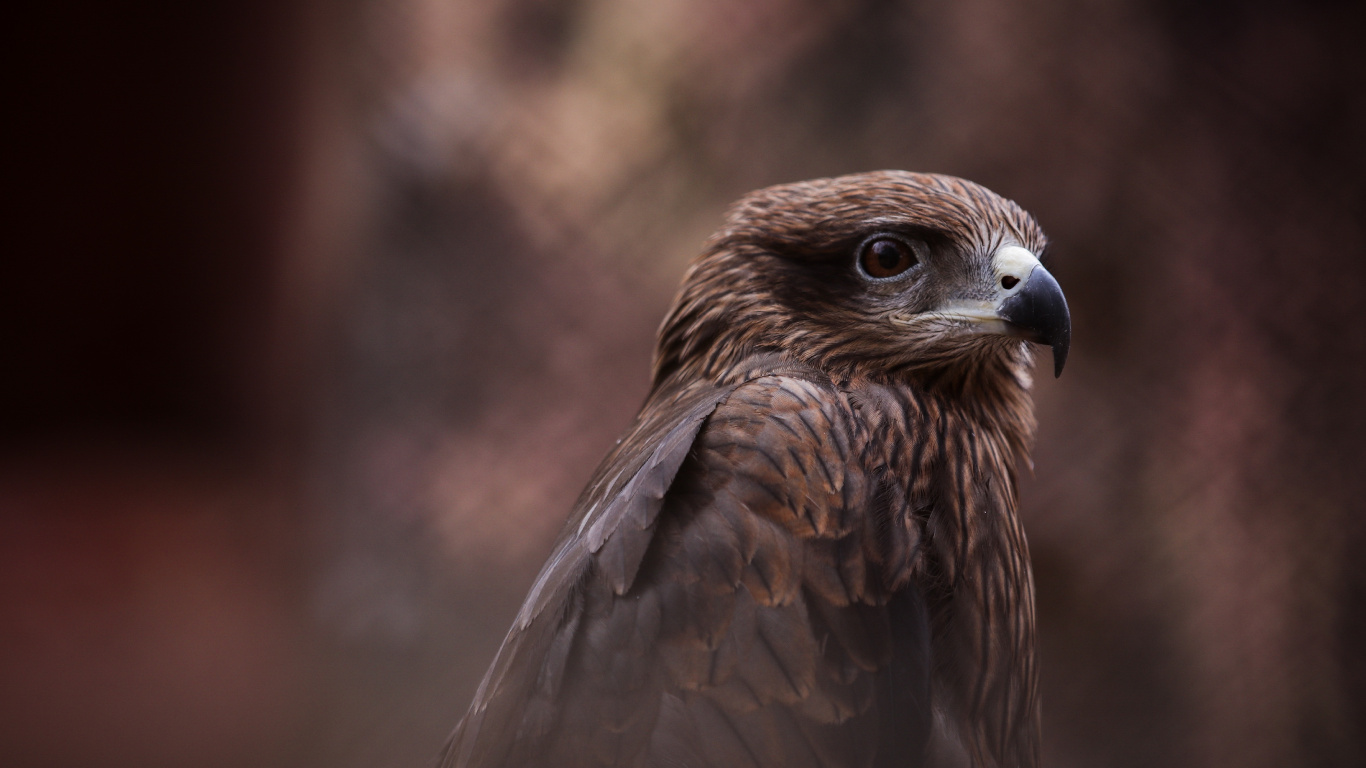 Brown and White Bird in Close up Photography. Wallpaper in 1366x768 Resolution