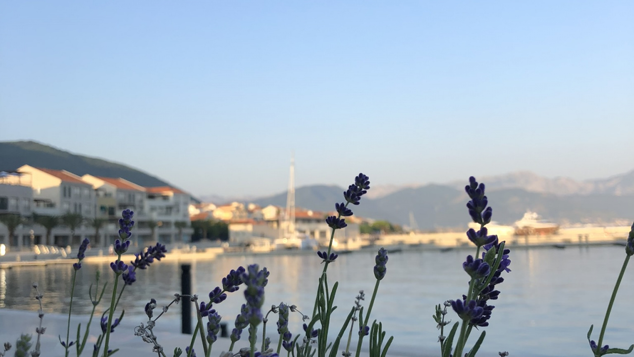 Agua, la Comunidad Vegetal, Ciencia, Los Recursos de Agua, Lago. Wallpaper in 1280x720 Resolution