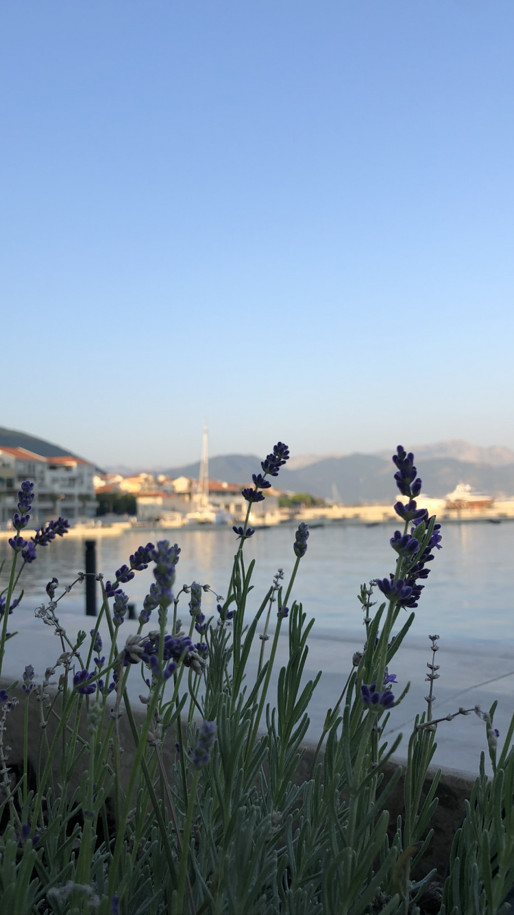 Eau, Plante de la Communauté, Sciences, Les Ressources en Eau, Banque. Wallpaper in 750x1334 Resolution