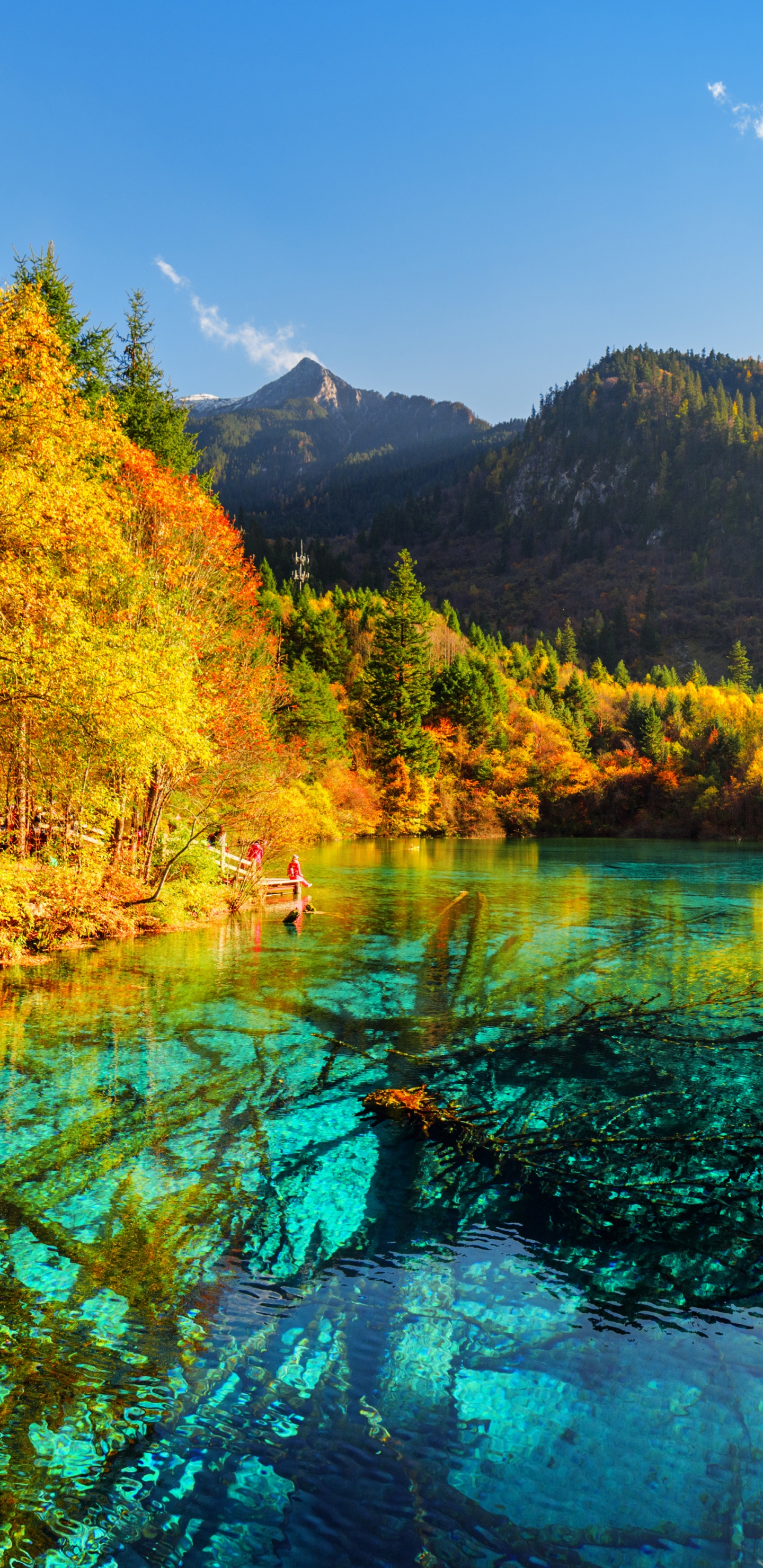 Grüne Bäume in Der Nähe Des Sees Unter Blauem Himmel Tagsüber. Wallpaper in 1440x2960 Resolution