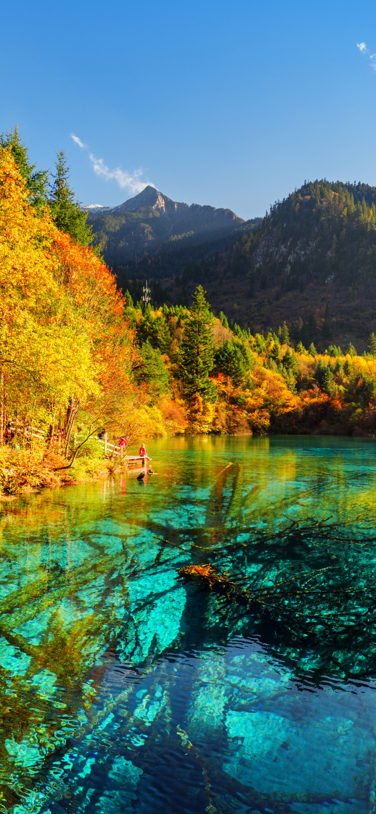 Green Trees Near Lake Under Blue Sky During Daytime. Wallpaper in 1242x2688 Resolution