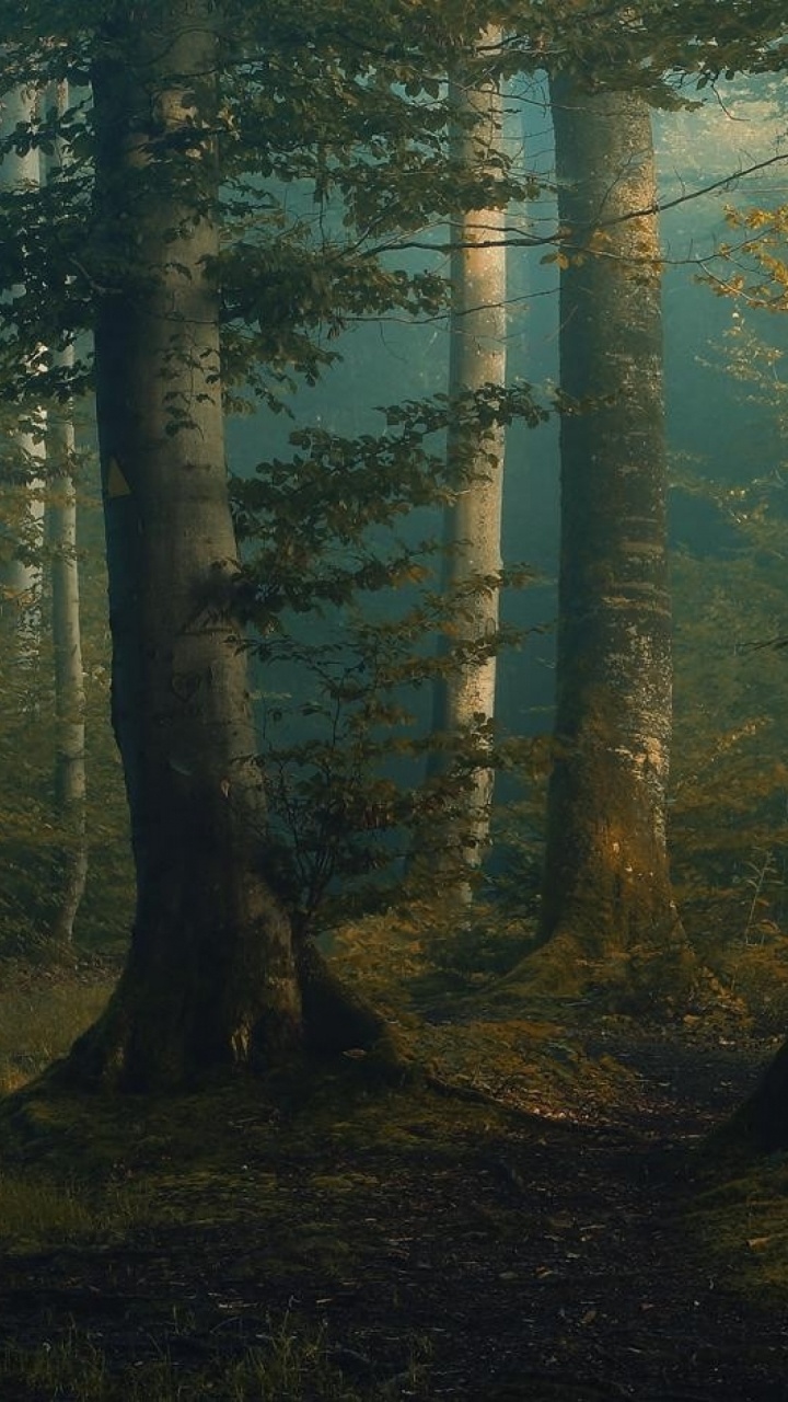 Green Trees on Forest During Daytime. Wallpaper in 720x1280 Resolution