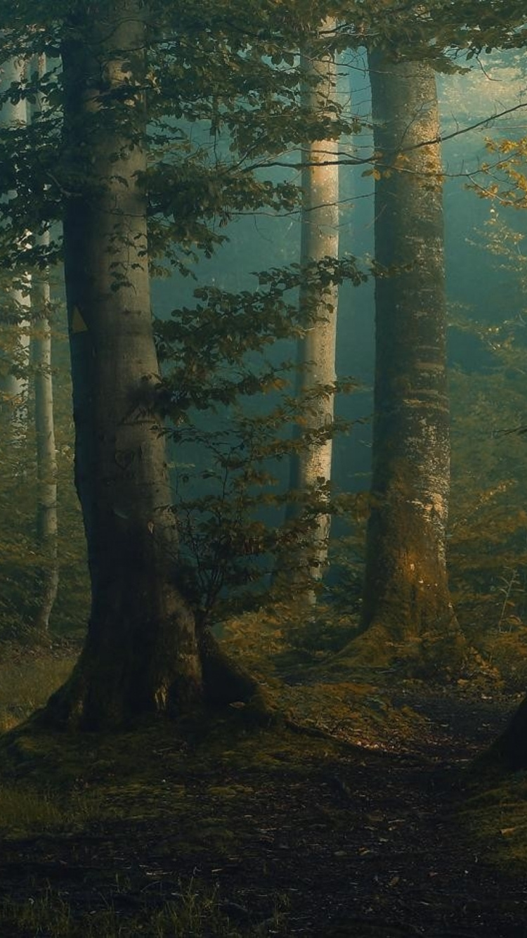 Green Trees on Forest During Daytime. Wallpaper in 750x1334 Resolution
