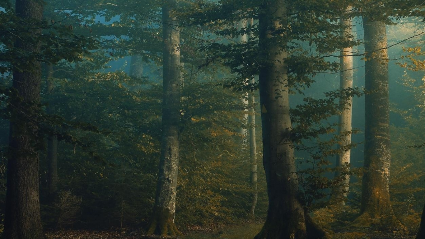 Tagsüber Grüne Bäume im Wald. Wallpaper in 1366x768 Resolution