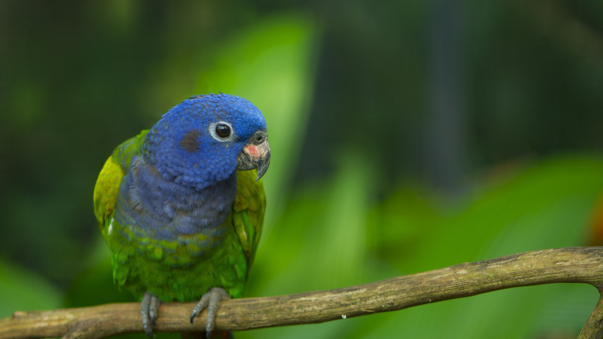 Blauer Und Grüner Vogel Auf Braunem Holzstab. Wallpaper in 1920x1080 Resolution
