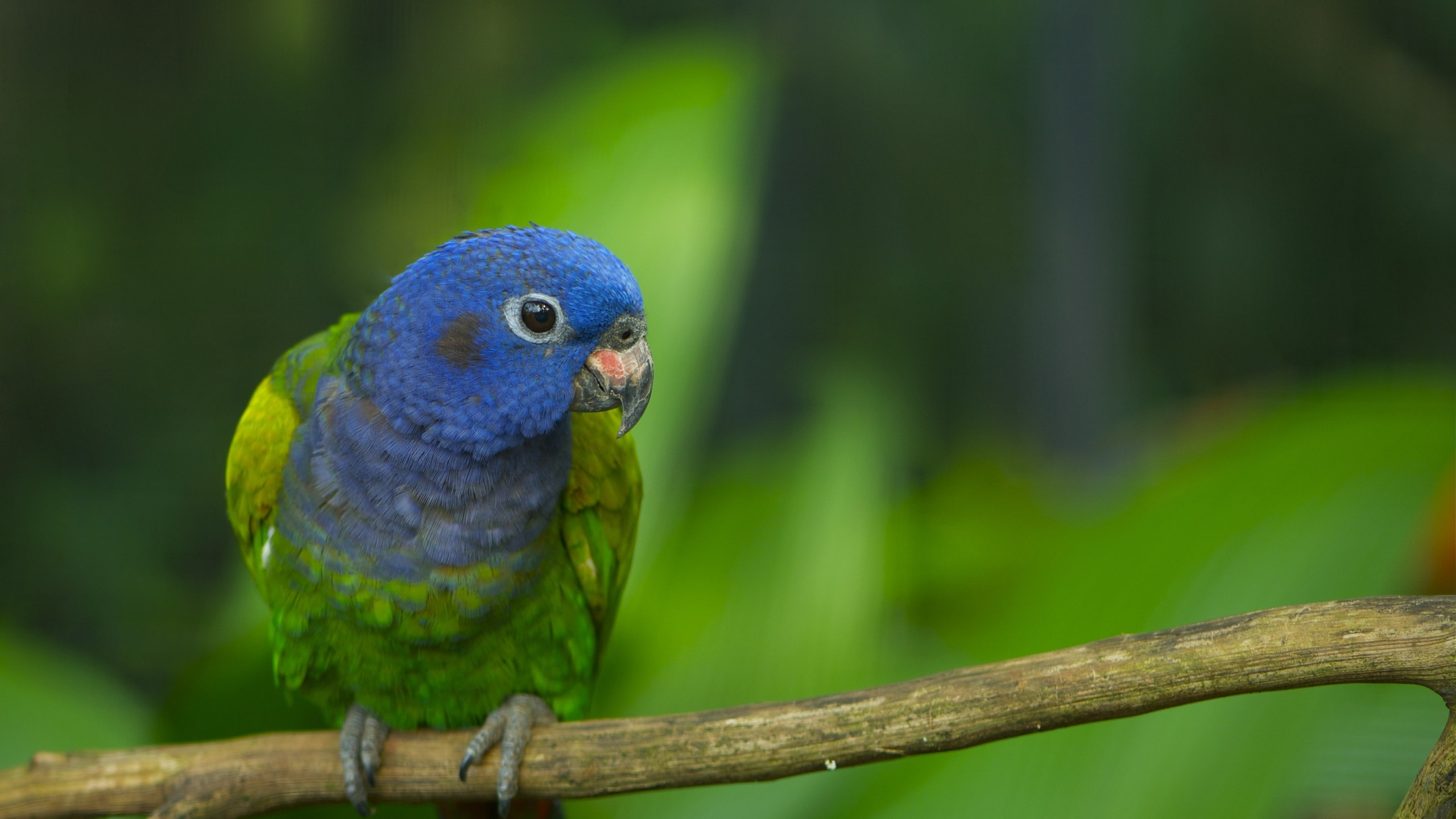 Blauer Und Grüner Vogel Auf Braunem Holzstab. Wallpaper in 2560x1440 Resolution