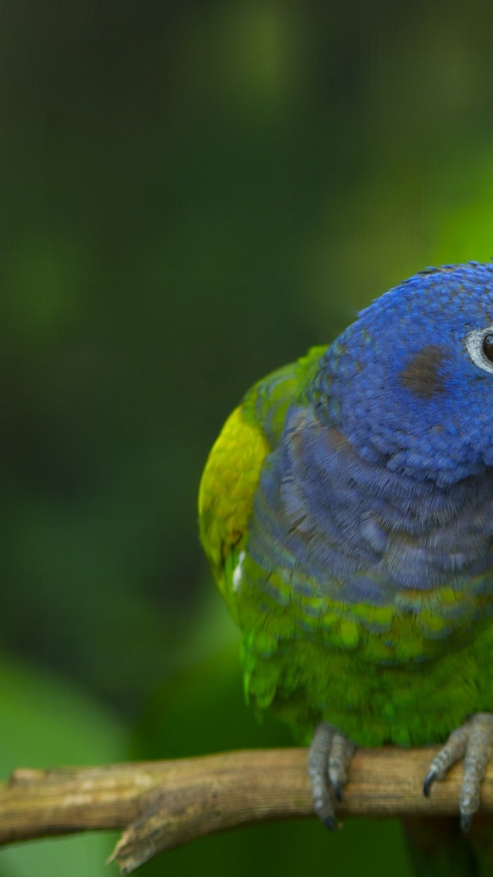 Blue and Green Bird on Brown Wooden Stick. Wallpaper in 720x1280 Resolution