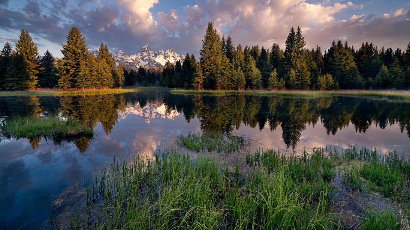 Green Pine Trees Beside Lake Under Blue Sky and White Clouds During Daytime. Wallpaper in 1366x768 Resolution
