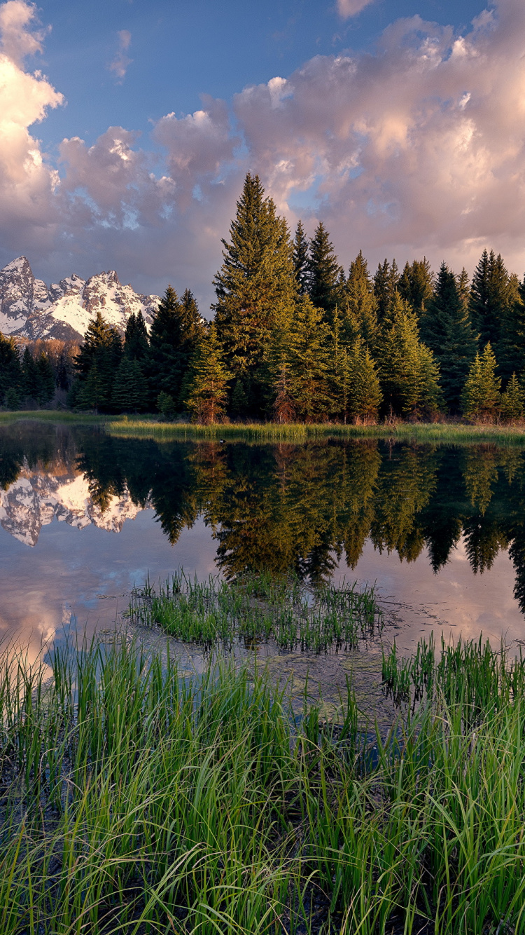 Green Pine Trees Beside Lake Under Blue Sky and White Clouds During Daytime. Wallpaper in 750x1334 Resolution