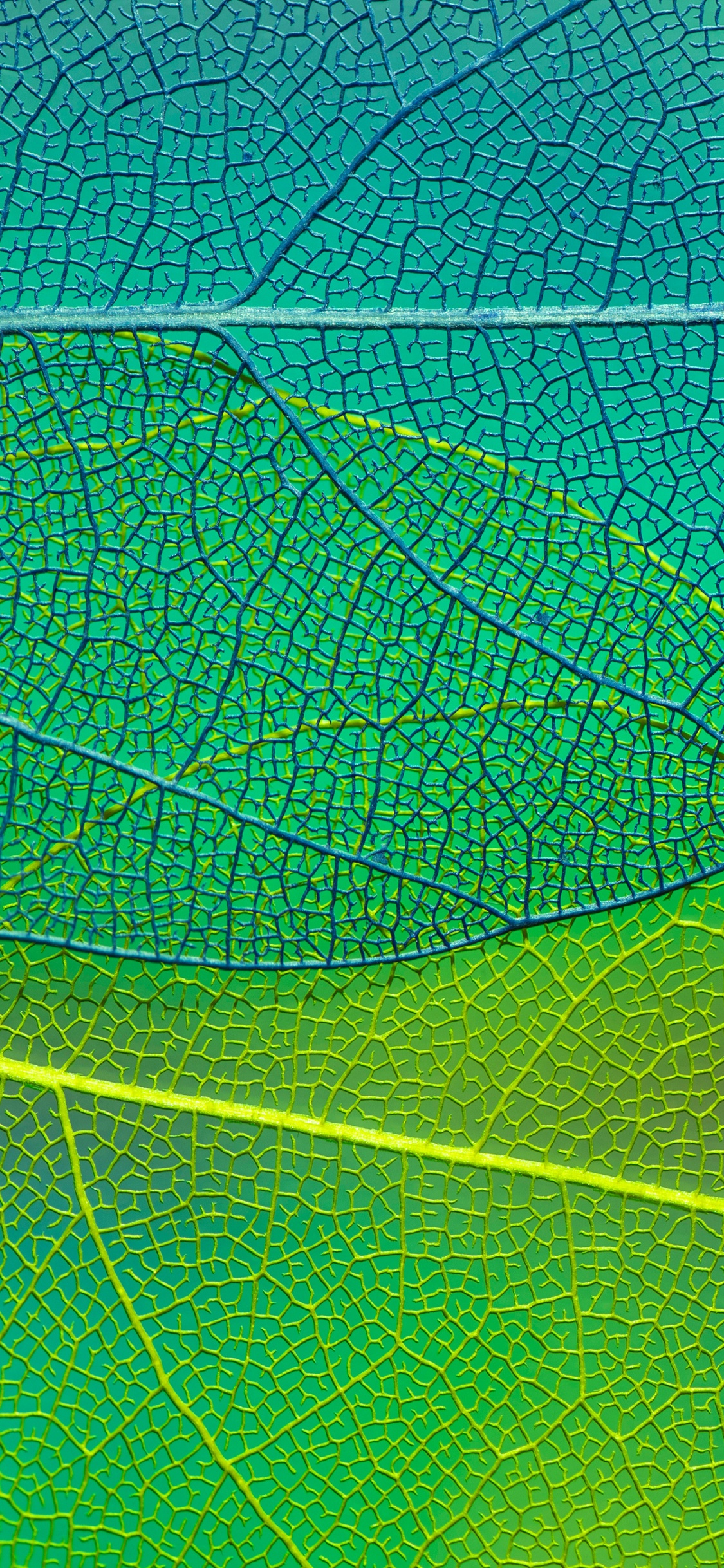 Aqua, Simetría, Patrón, Planta Terrestre, Artes Creativas. Wallpaper in 1125x2436 Resolution