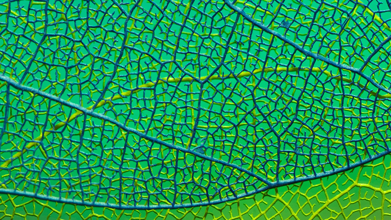 Blatt, Aqua, Symmetrie, Muster, Terrestrische Pflanzen. Wallpaper in 1280x720 Resolution