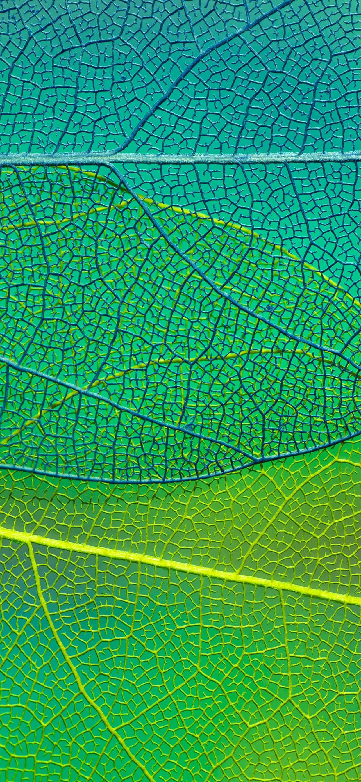 Feuille, Aqua, Symétrie, Plante Terrestre, Arts Créatifs. Wallpaper in 1242x2688 Resolution