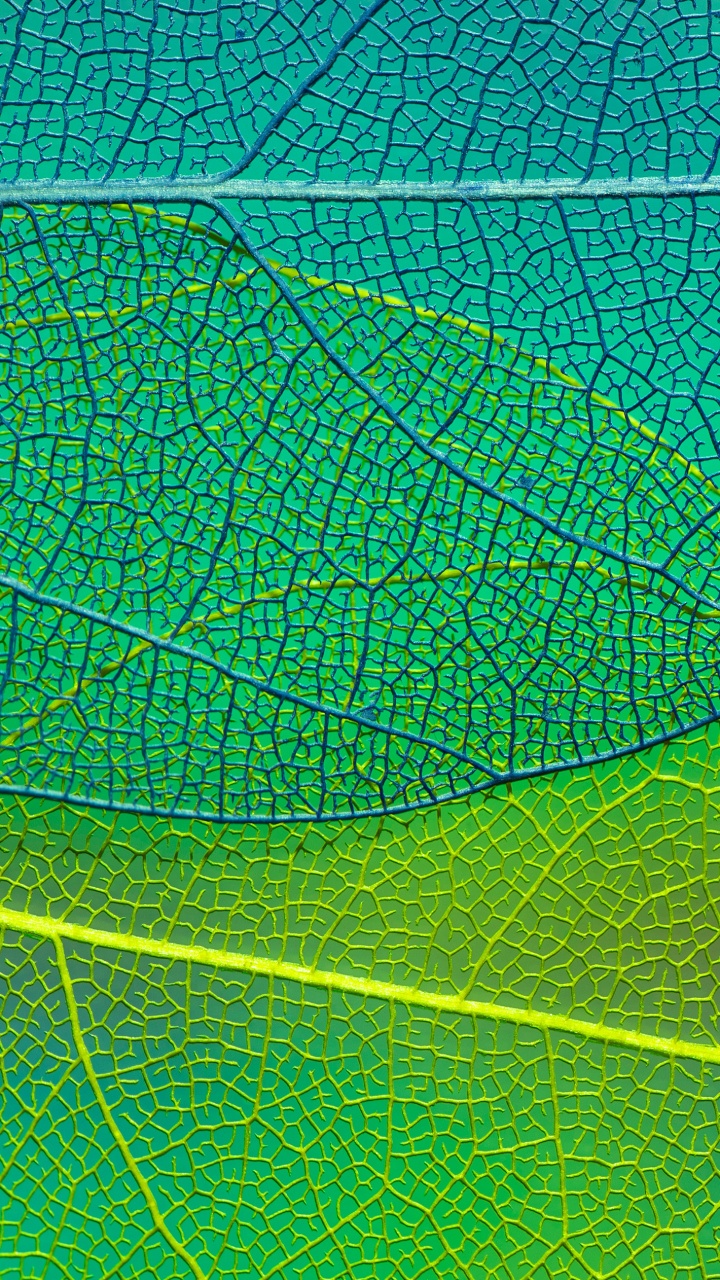 Feuille, Aqua, Symétrie, Plante Terrestre, Arts Créatifs. Wallpaper in 720x1280 Resolution