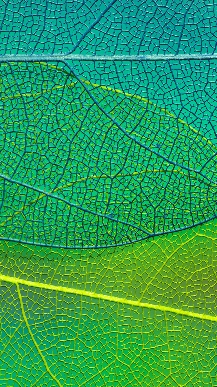 Feuille, Aqua, Symétrie, Plante Terrestre, Arts Créatifs. Wallpaper in 750x1334 Resolution