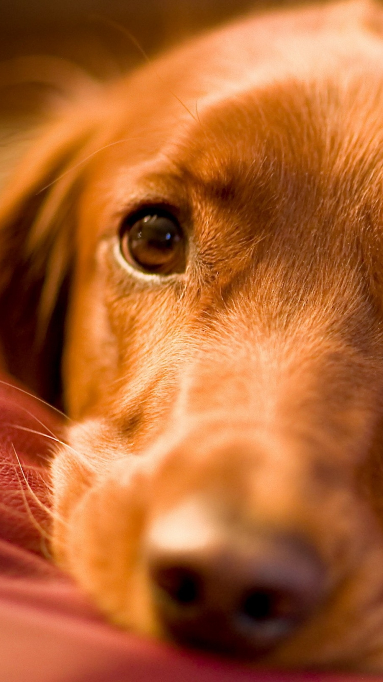 Brown Short Coated Dog Lying on Brown Wooden Floor. Wallpaper in 750x1334 Resolution