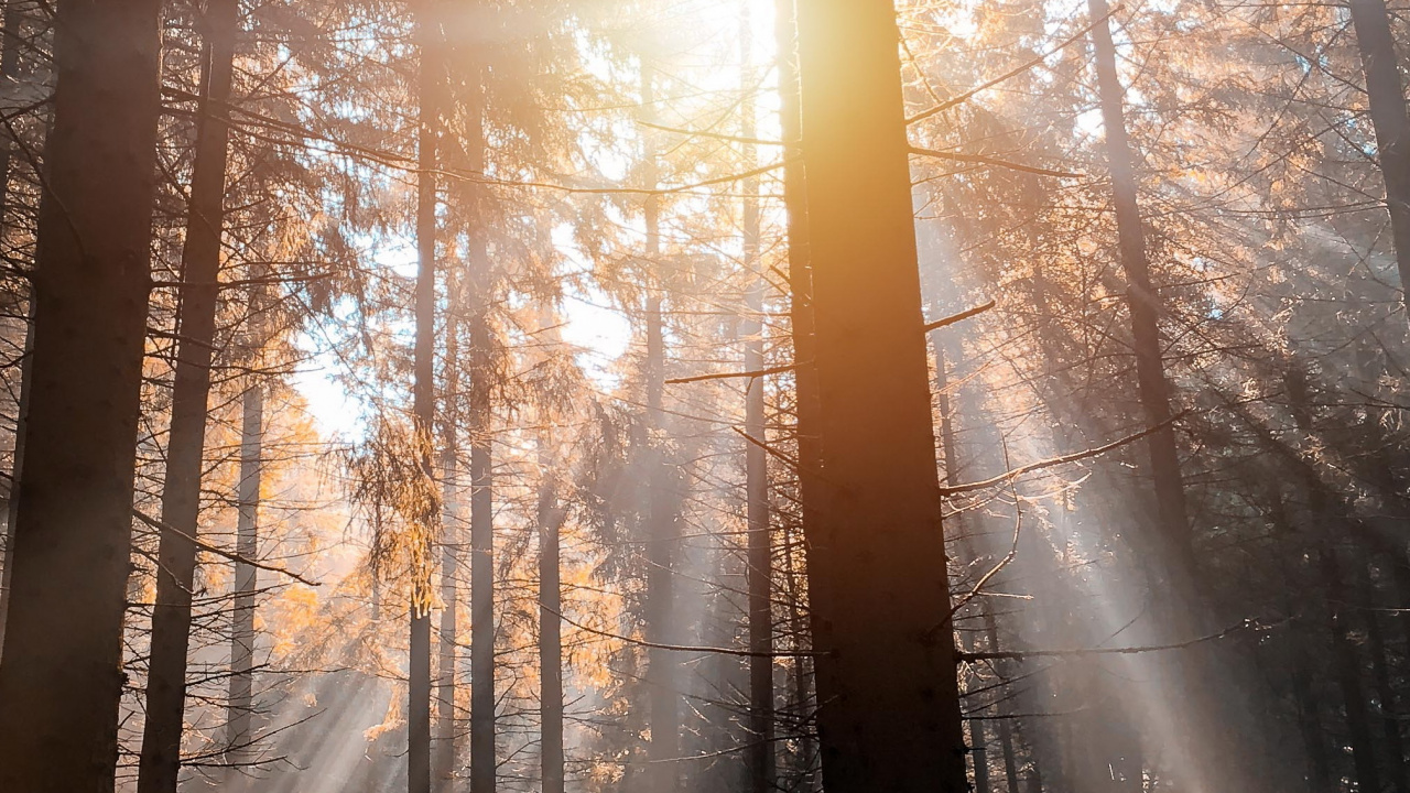 Natur, Über Spa-francorchamps, Baum, Francorchamps, Atmosphäre. Wallpaper in 1280x720 Resolution