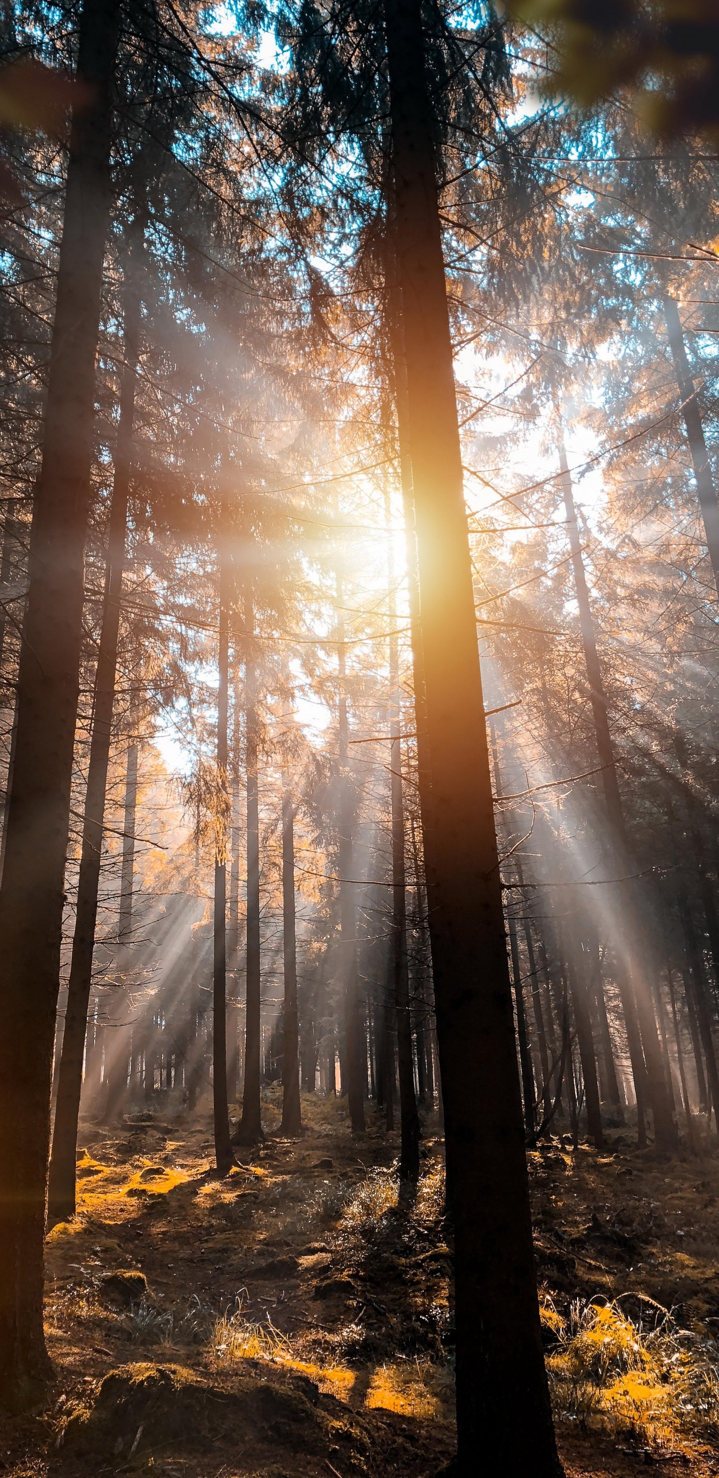 Naturaleza, Sobre Spa Francochamps, Francorchamps, Ambiente, Ecorregión. Wallpaper in 1440x2960 Resolution