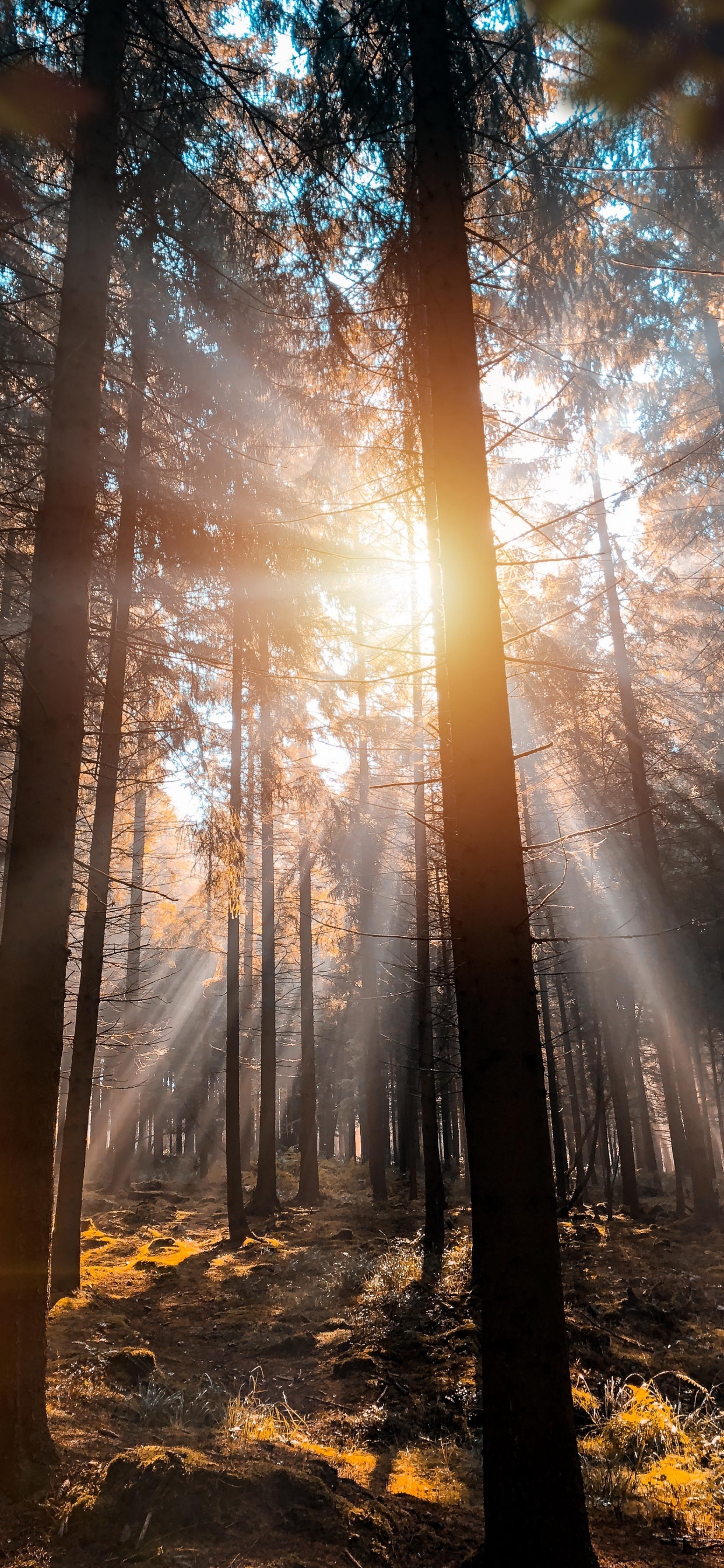 Nature, Circuit de Spa-francorchamps, Tree, Francorchamps, Atmosphere. Wallpaper in 1242x2688 Resolution