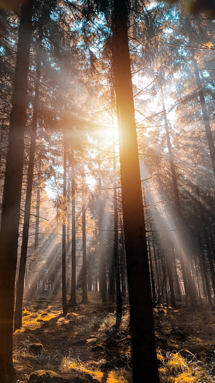 Nature, Circuit de Spa-francorchamps, Tree, Francorchamps, Atmosphere. Wallpaper in 750x1334 Resolution