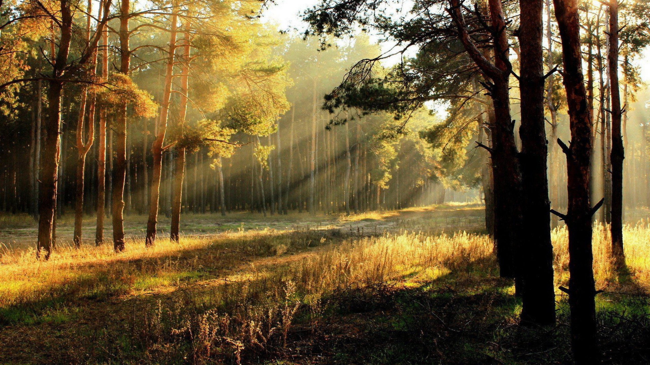 森林, 阳光, 性质, 林地, 早上 壁纸 2560x1440 允许