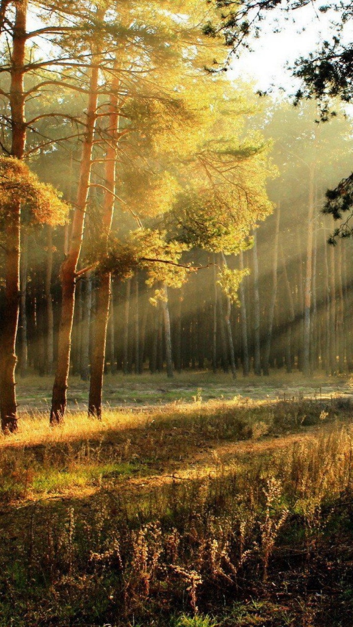 森林, 阳光, 性质, 林地, 早上 壁纸 720x1280 允许