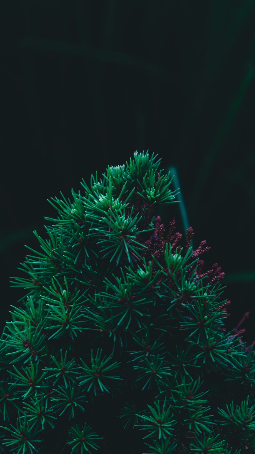 Pin, Sapin, Green, Arbre de Noël, Feuille. Wallpaper in 1080x1920 Resolution