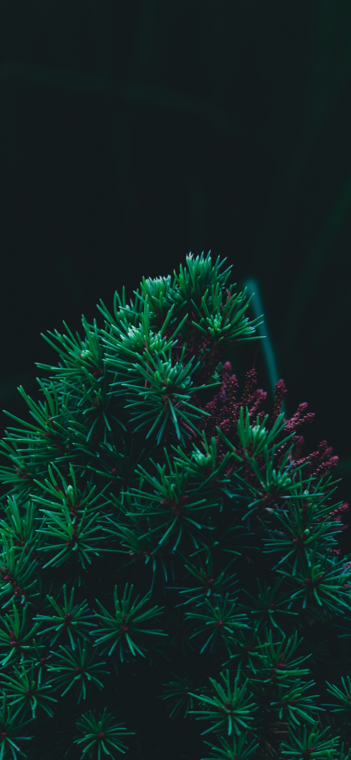 Pin, Sapin, Green, Arbre de Noël, Feuille. Wallpaper in 1125x2436 Resolution