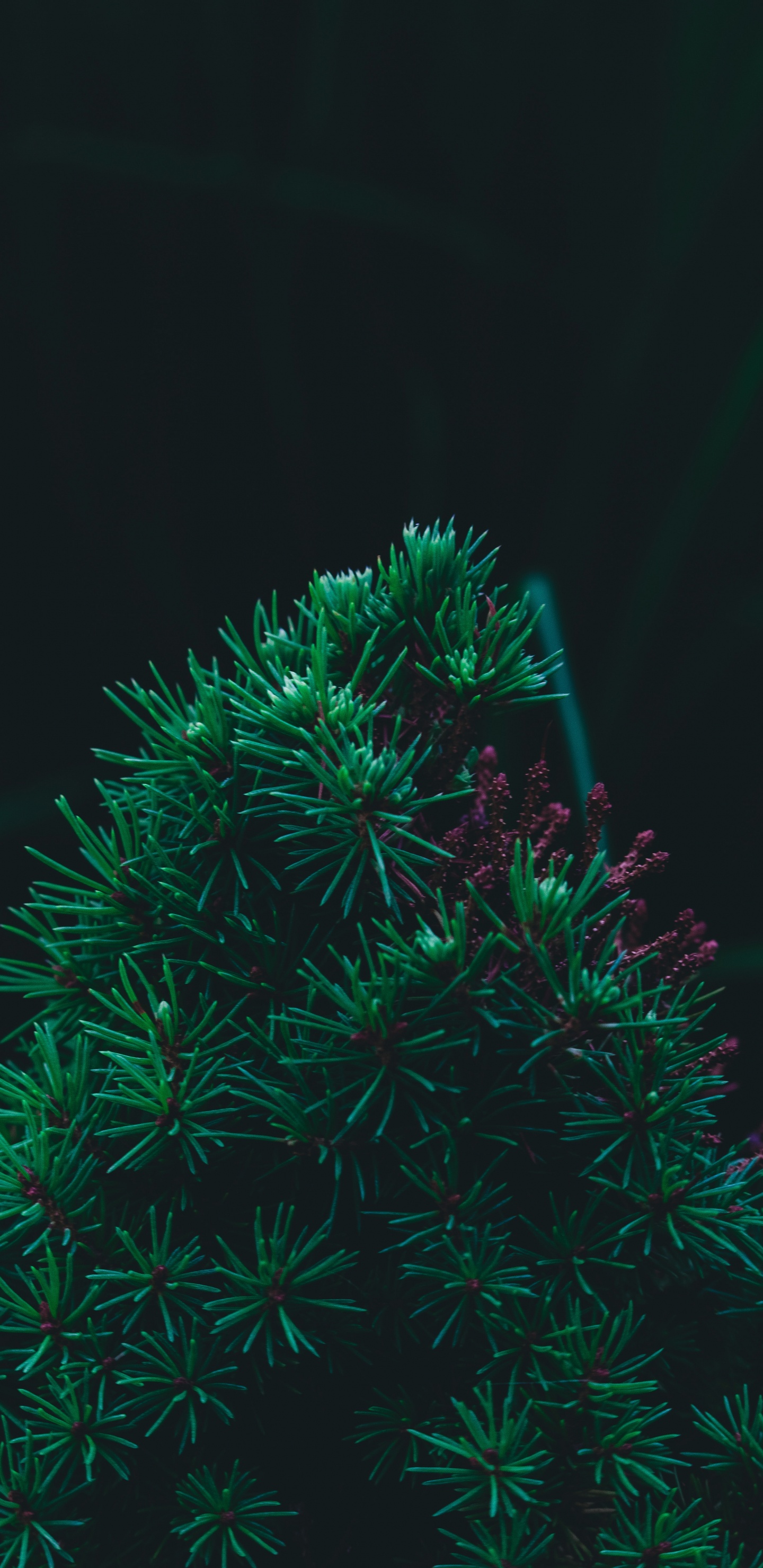 Pin, Sapin, Green, Arbre de Noël, Feuille. Wallpaper in 1440x2960 Resolution