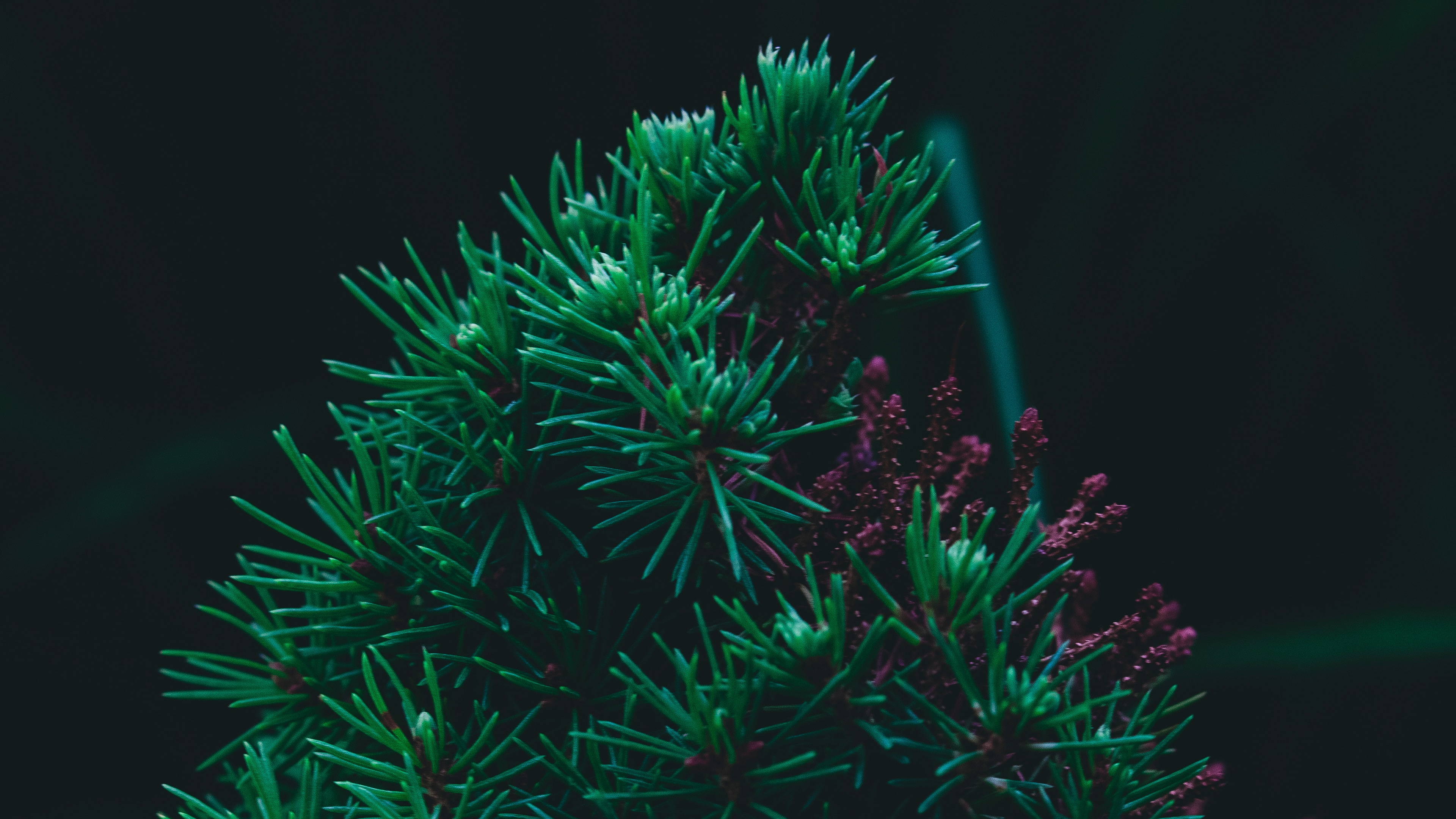 Pin, Sapin, Green, Arbre de Noël, Feuille. Wallpaper in 3840x2160 Resolution