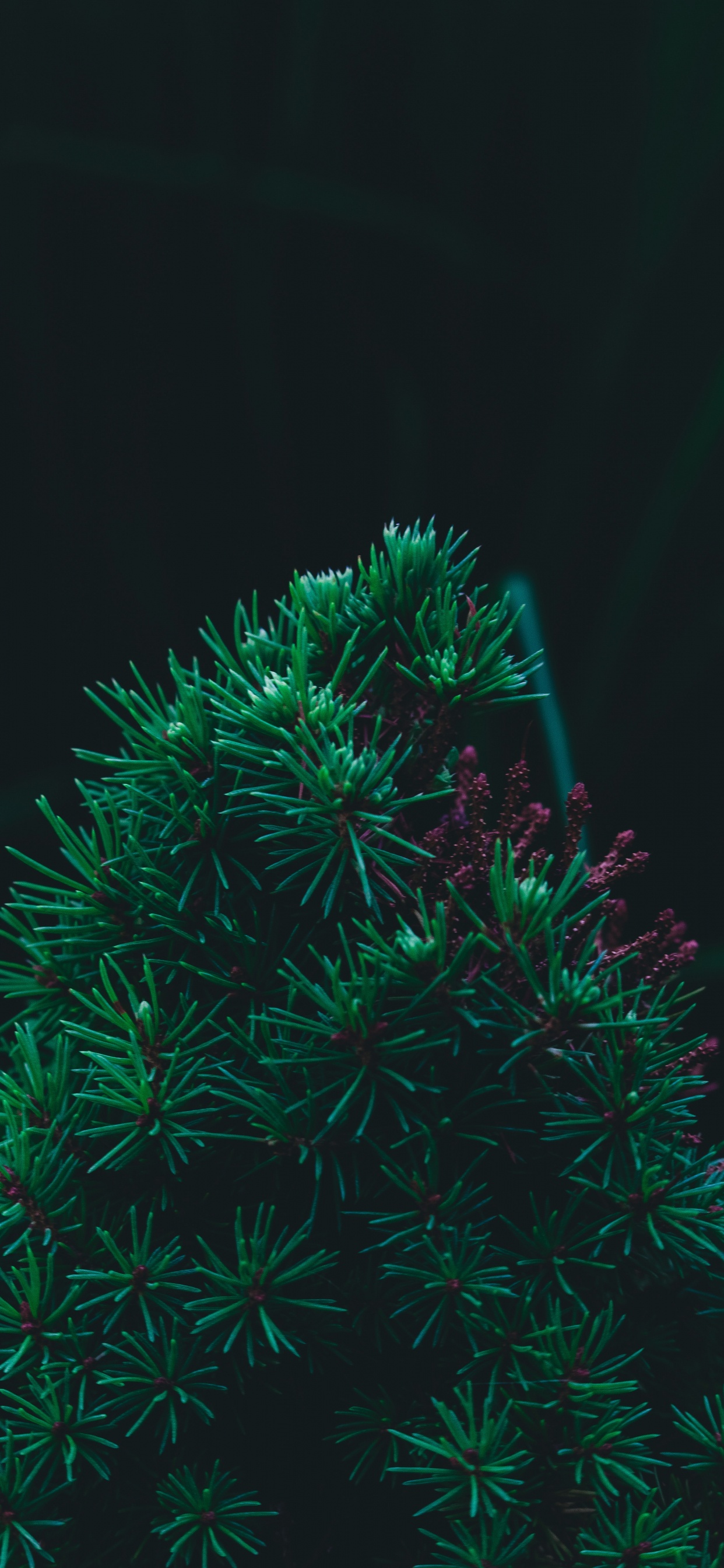 Pine, Fir, Green, Christmas Tree, Tree. Wallpaper in 1242x2688 Resolution