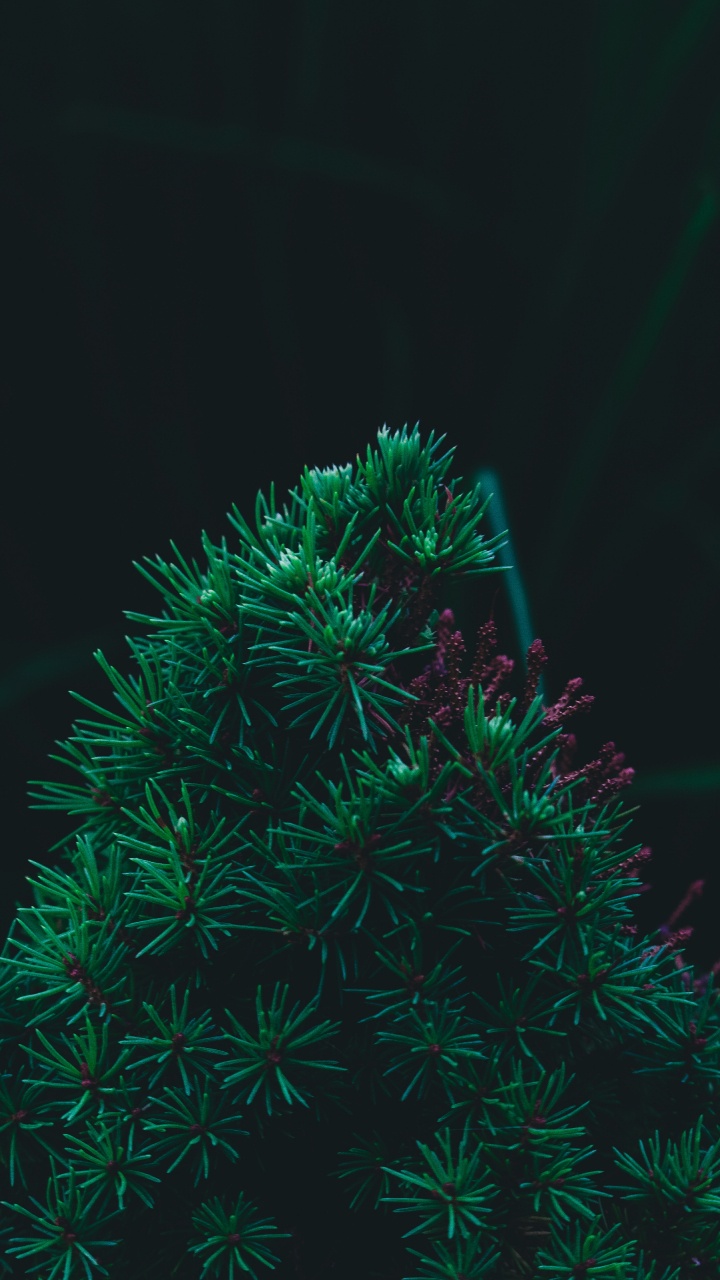 Pine, Fir, Green, Christmas Tree, Tree. Wallpaper in 720x1280 Resolution