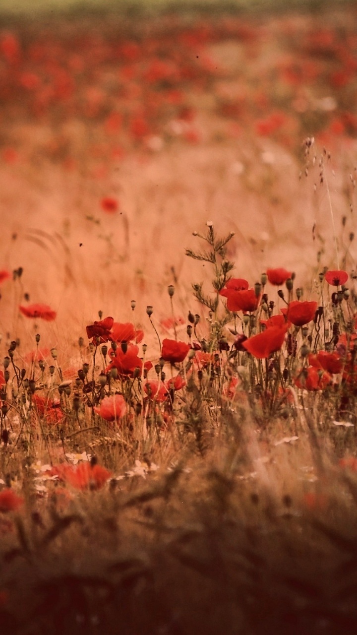 Red Flowers on Brown Field During Daytime. Wallpaper in 720x1280 Resolution